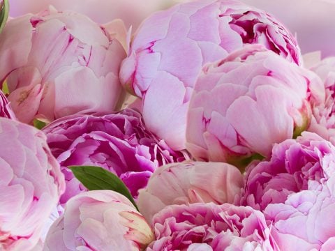 Peonia: come coltivarla e farla diventare bellissima