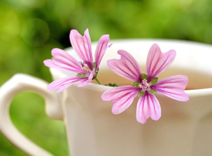Malva