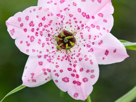 I bulbi che fioriscono in estate da piantare in primavera