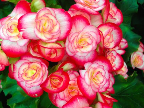 Begonia, il fiore più facile da coltivare