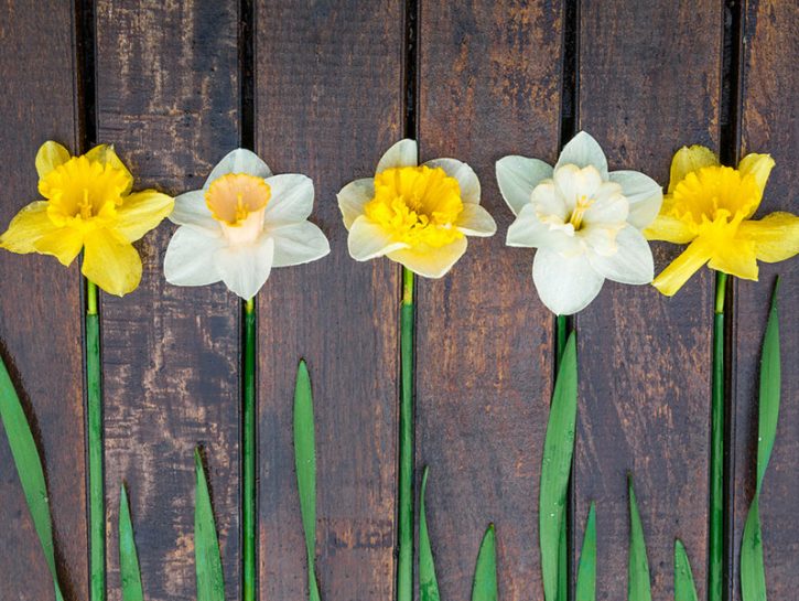 La grazia dei narcisi