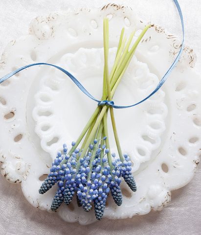 Il giacinto, con la sua fioritura primaverile e l'intensa profumazione, è ideale per abbellire la t