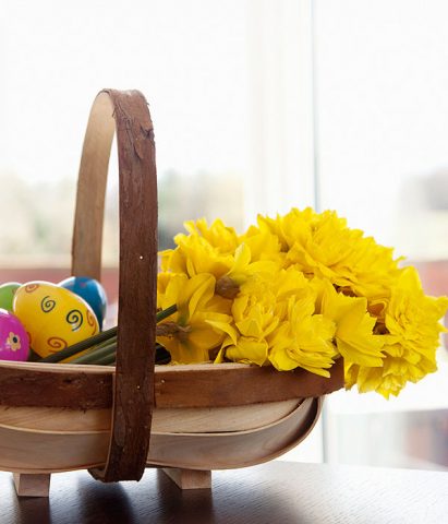 I narcisi sbocciano proprio all'inizio della primavera, quando viene celebrata la Pasqua. Sono fiori