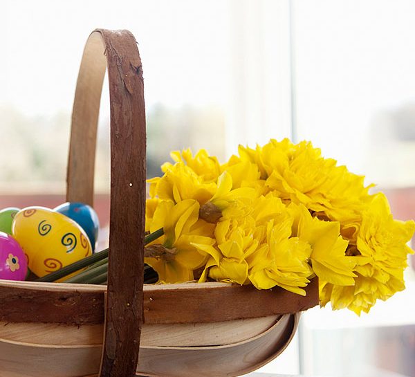 I narcisi, simbolo della Pasqua