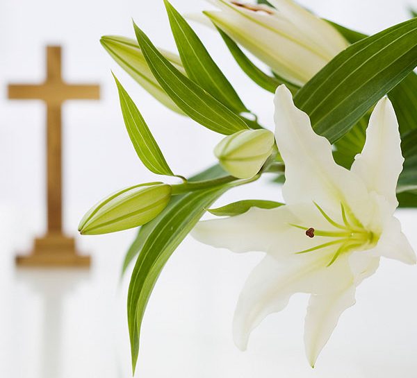 Il giglio, simbolo della Pasqua