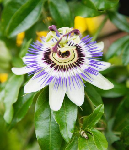 La passiflora è un fiore di grande bellezza, utilizzalo per decorazioni molto originali. Viene asso