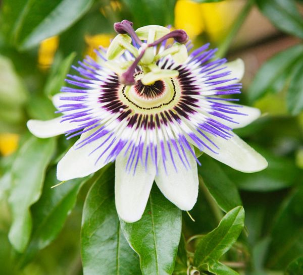 La grande bellezza della passiflora