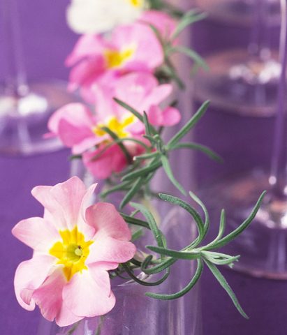 La primula non è direttamente legata alla Pasqua ma con la sua fioritura precoce è molto adatta a