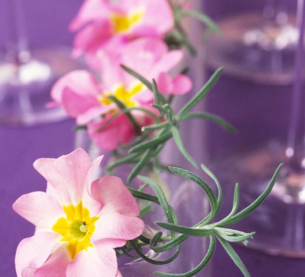Primula e rosmarino per decorare