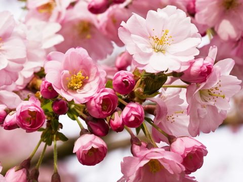 Foto di fiori: lasciati contagiare dalla bellezza della primavera