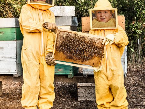 Conoscere le api: iniziative e laboratori per bambini
