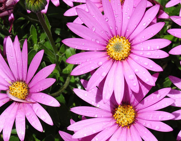 Pantone 2016: un giardino rosa e azzurro