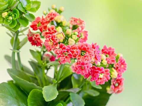 Piante fiorite da appartamento: quali scegliere
