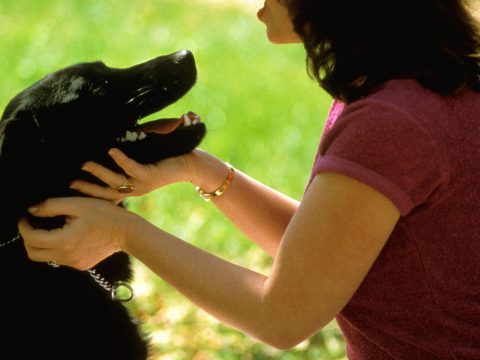 7 sport che puoi fare con il tuo cane