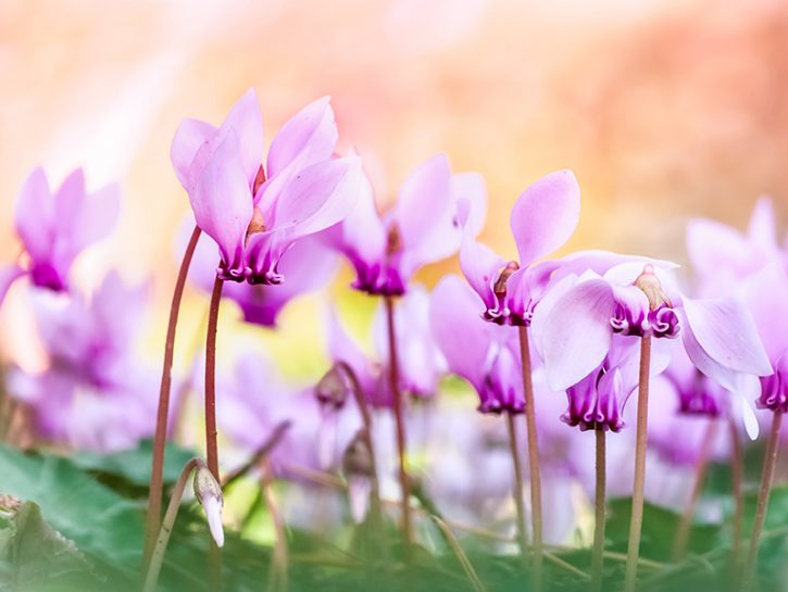 Il significato dei fiori