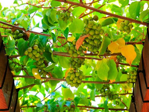 Scegli i frutti per la pergola: il kiwi