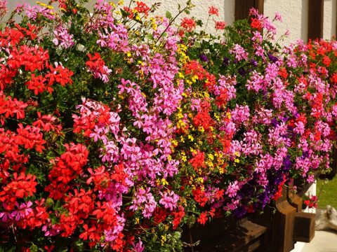 Una cascata di gerani per il tuo balcone