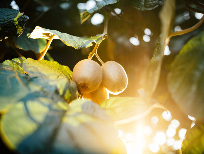 Scegli i frutti per la pergola: il kiwi