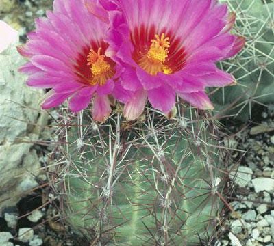 Cinque fiori facili da coltivare