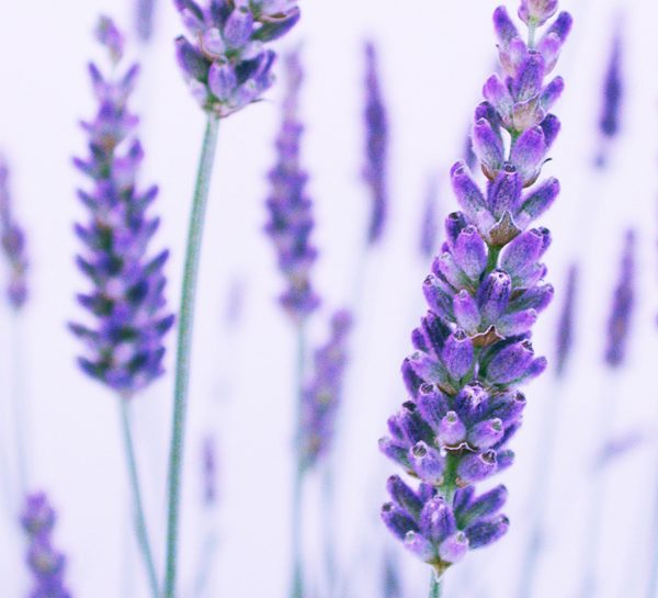 La lavanda