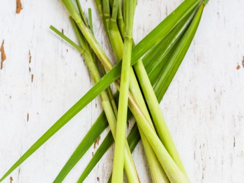 Le piante antizanzare per la casa e il balcone