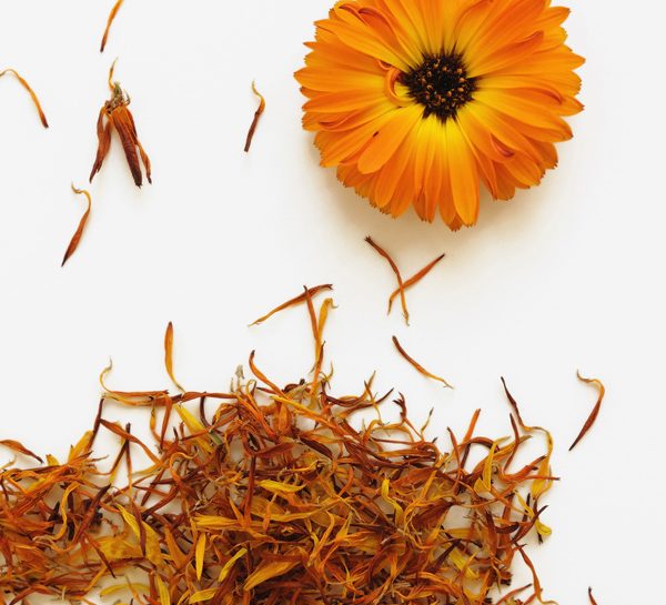 La calendula