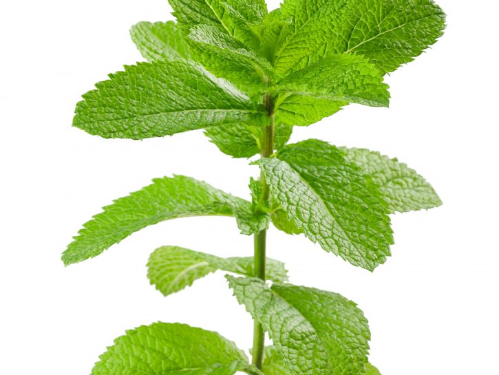 Menta