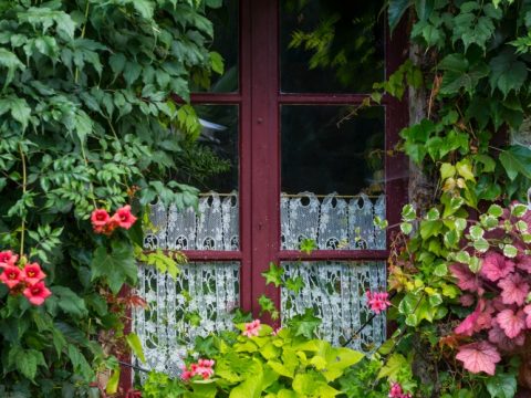Trasformare la finestra in un giardino: fiori e piante perfetti per il davanzale