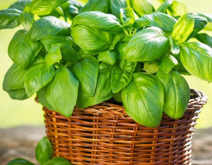 Tutte le varietà del basilico