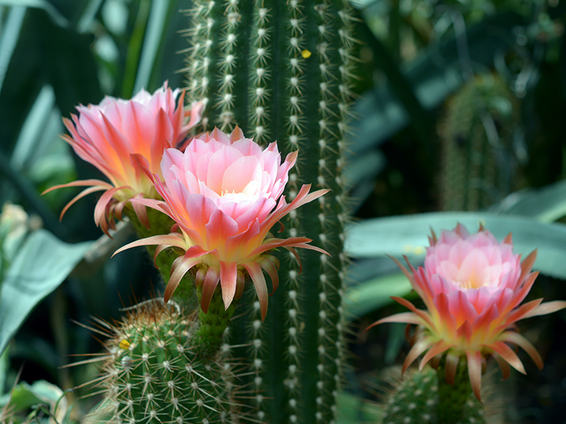 Cactus pianta grassa | Cura | Caratteristiche | Nomi | Fioritura - Donna  Moderna