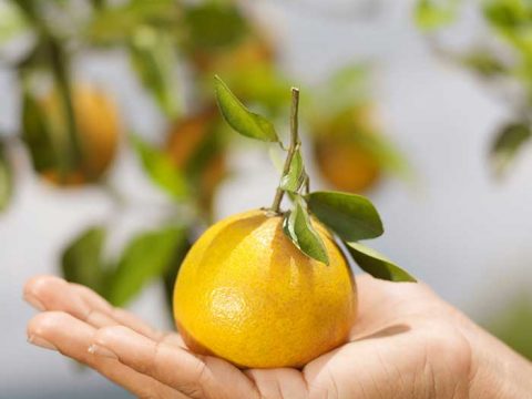 Come coltivare gli agrumi sul balcone