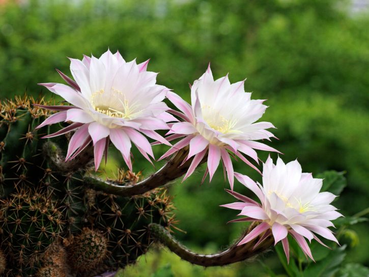 Se lo vuoi rubusto, scegli l’echinopsis