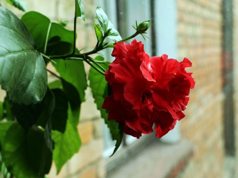 La rosa che sta bene anche sul balcone