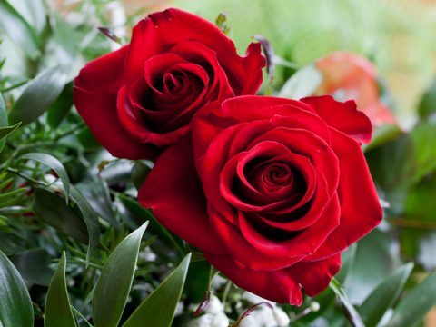 Perché la rosa è il simbolo dell'amore