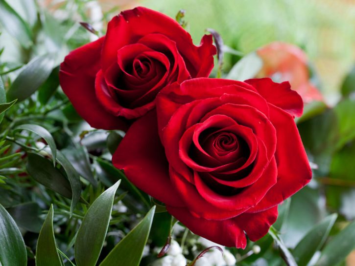Perché la rosa è il simbolo dell'amore