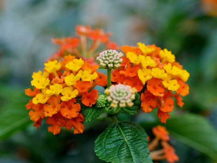 Lantana