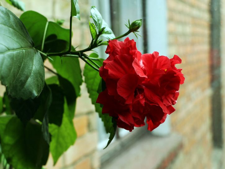 Rose su balcone