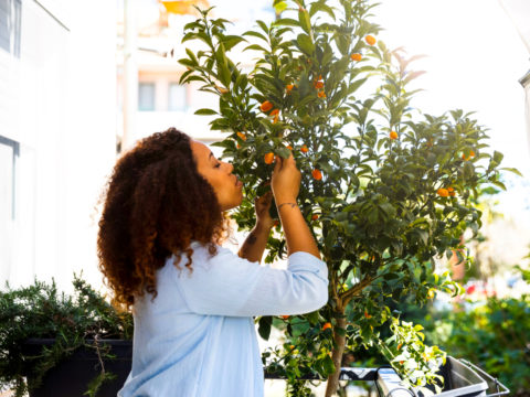 Agrumi in vaso: scegli la tua varietà e scopri come curarla sul tuo balcone