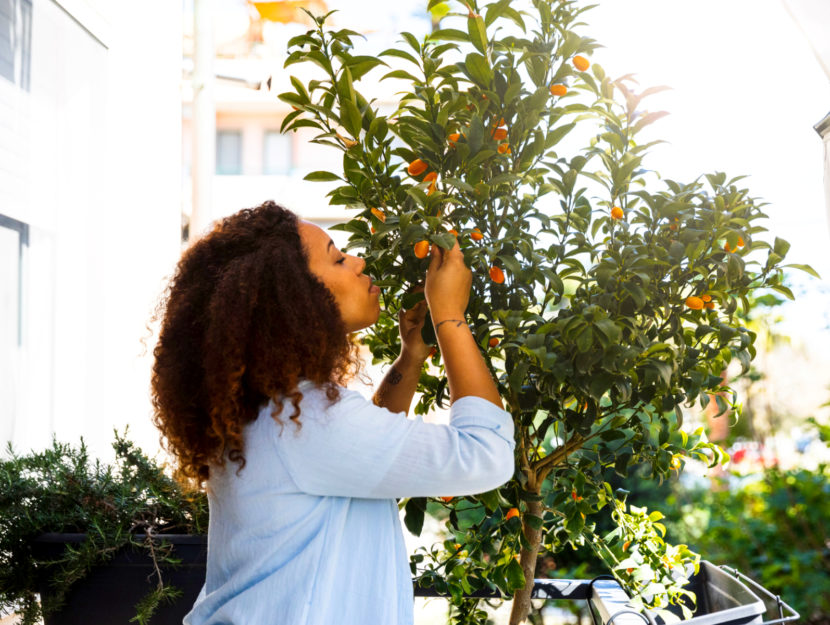 Come coltivare gli agrumi sul balcone