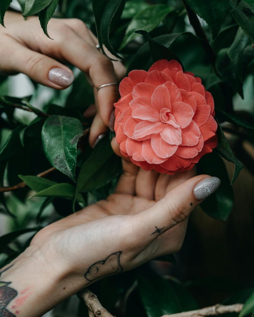 mani di ragazza che accarezzano il fiore della camelia