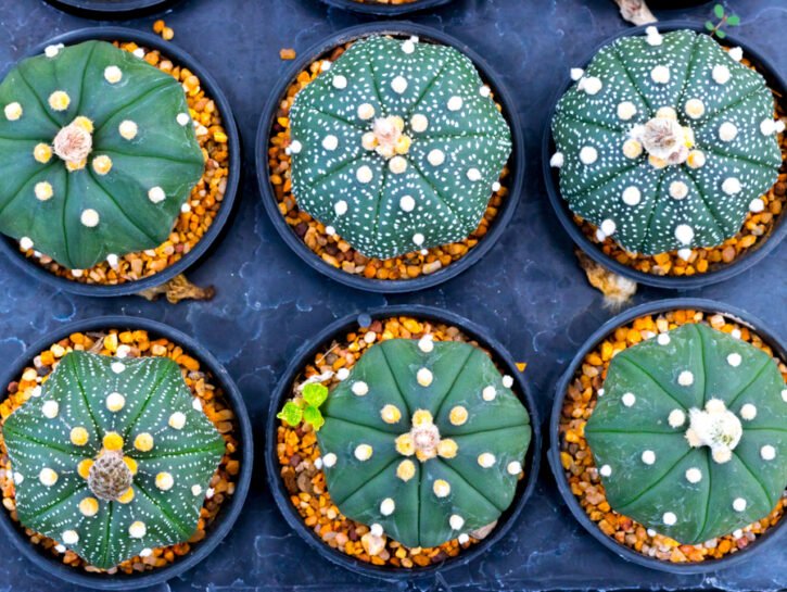 I cactus senza spine che non pungono