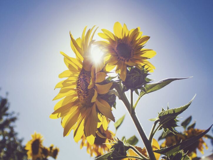 5 consigli su come coltivare un girasole in vaso