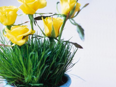7 rimedi per conservare i fiori freschi a lungo