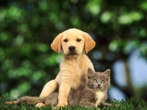 In viaggio con cane e gatto: le regole di treni, aerei e navi