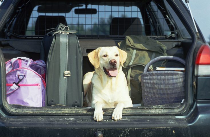Se viaggiate in macchina con il vostro animale domestico e non avete l'aria condizionata dovete rico