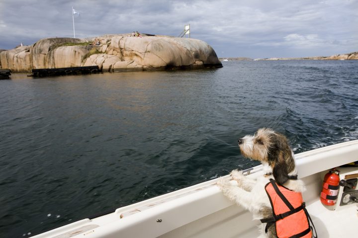 Una splendida vacanza in barca portando con sé il proprio amico a quattro zampe? Sì, si può fare!
