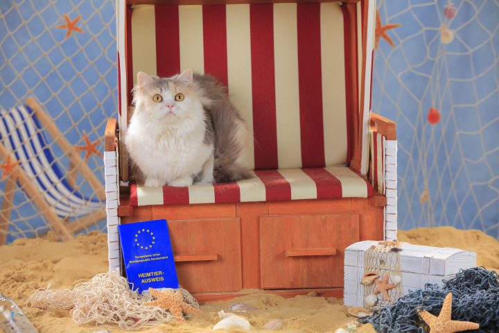 Per i viaggi di cani e gatti in Europa e all'estero, questi devono essere accompagnati dal loro prop