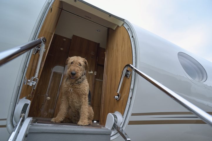In aereo il trasporto di animali domestici, come bagaglio registrato o di cabina, è consentito solo