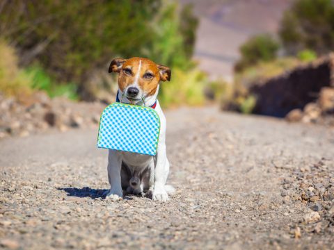 Che cosa fare quando si trova un cane abbandonato