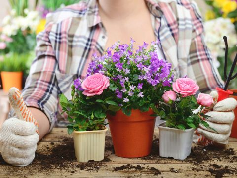 Come rimediare agli errori di giardinaggio